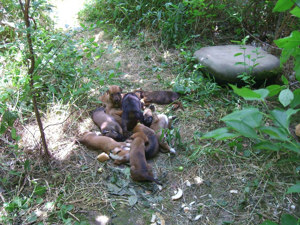 štenci-napušteni